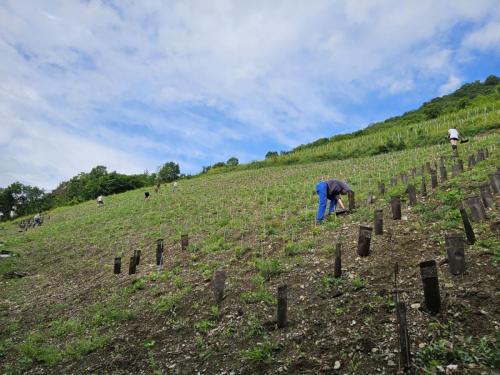 lesvignes-22juin-10