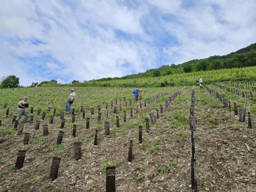 lesvignes-22juin-11