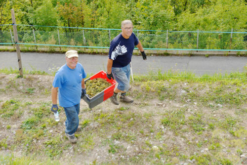 vendange_pergras_06-09-2020_photo_franck_crispin_096